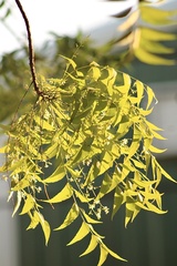Azadirachta indica
