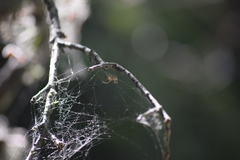 Araneae