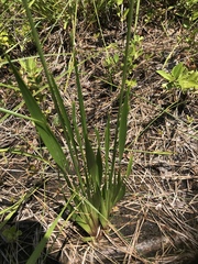 Xyris platylepis