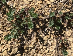 Euphorbia falcata