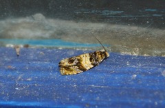 Celypha aurofasciana