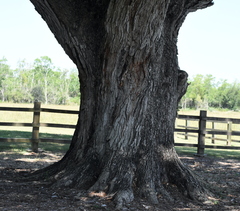Quercus × comptoniae