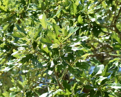 Quercus × comptoniae