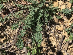 Euphorbia falcata