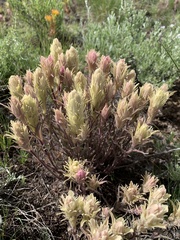 Castilleja pilosa