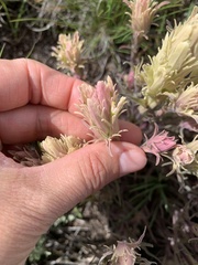 Castilleja pilosa