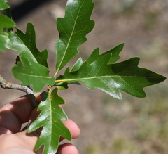 Quercus × comptoniae