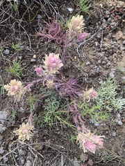 Castilleja pilosa
