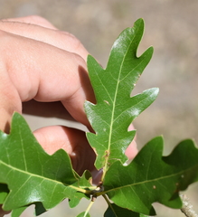 Quercus × comptoniae
