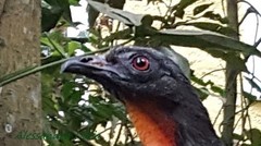 Penelope obscura