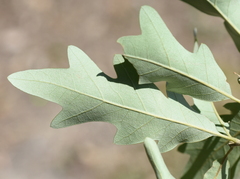 Quercus × comptoniae