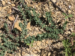 Euphorbia falcata