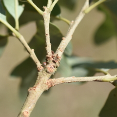Quercus × comptoniae