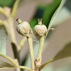 Quercus × comptoniae