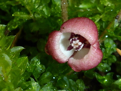 Asarum lemmonii