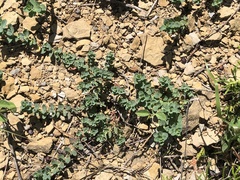 Euphorbia falcata