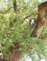 Quercus × comptoniae