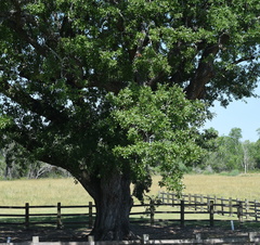 Quercus × comptoniae