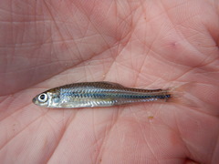 Notropis volucellus