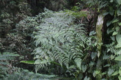 Davallia divaricata