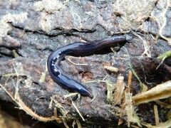 Kontikia ventrolineata