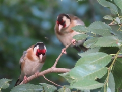 Carduelis carduelis