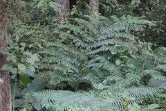 Pterorhinus poecilorhynchus