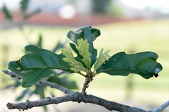 Quercus × comptoniae