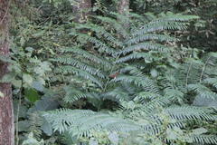 Pterorhinus poecilorhynchus