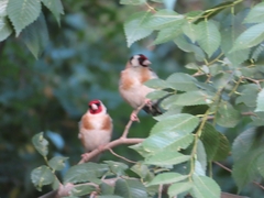 Carduelis carduelis