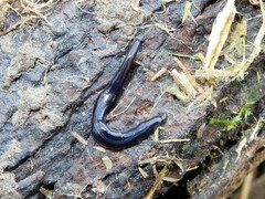 Kontikia ventrolineata