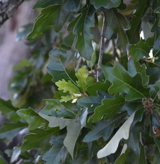 Quercus × comptoniae
