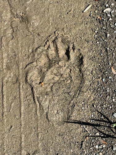 American Black Bear photographed in Maine