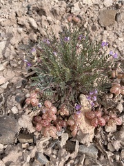 Astragalus jejunus
