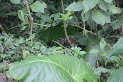Pterorhinus poecilorhynchus