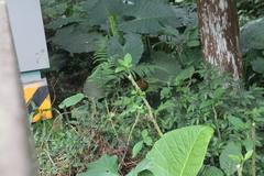 Pterorhinus poecilorhynchus