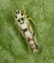 Eupteryx atropunctata