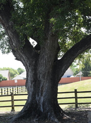 Quercus × comptoniae