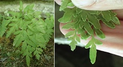 Cryptogramma stelleri