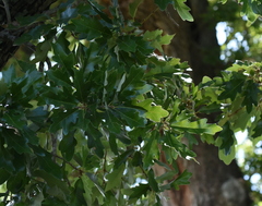 Quercus × comptoniae