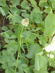 Trifolium productum