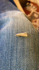 Agriphila straminella