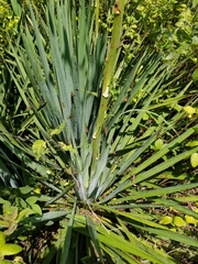 Yucca arkansana