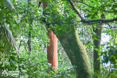 Libidibia ferrea leiostachya