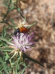 Mylabris quadripunctata