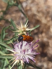 Mylabris quadripunctata