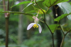 Begonia × buimontana