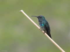 Campylopterus falcatus