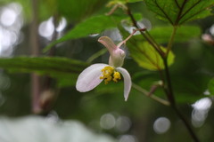 Begonia × buimontana
