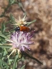Mylabris quadripunctata